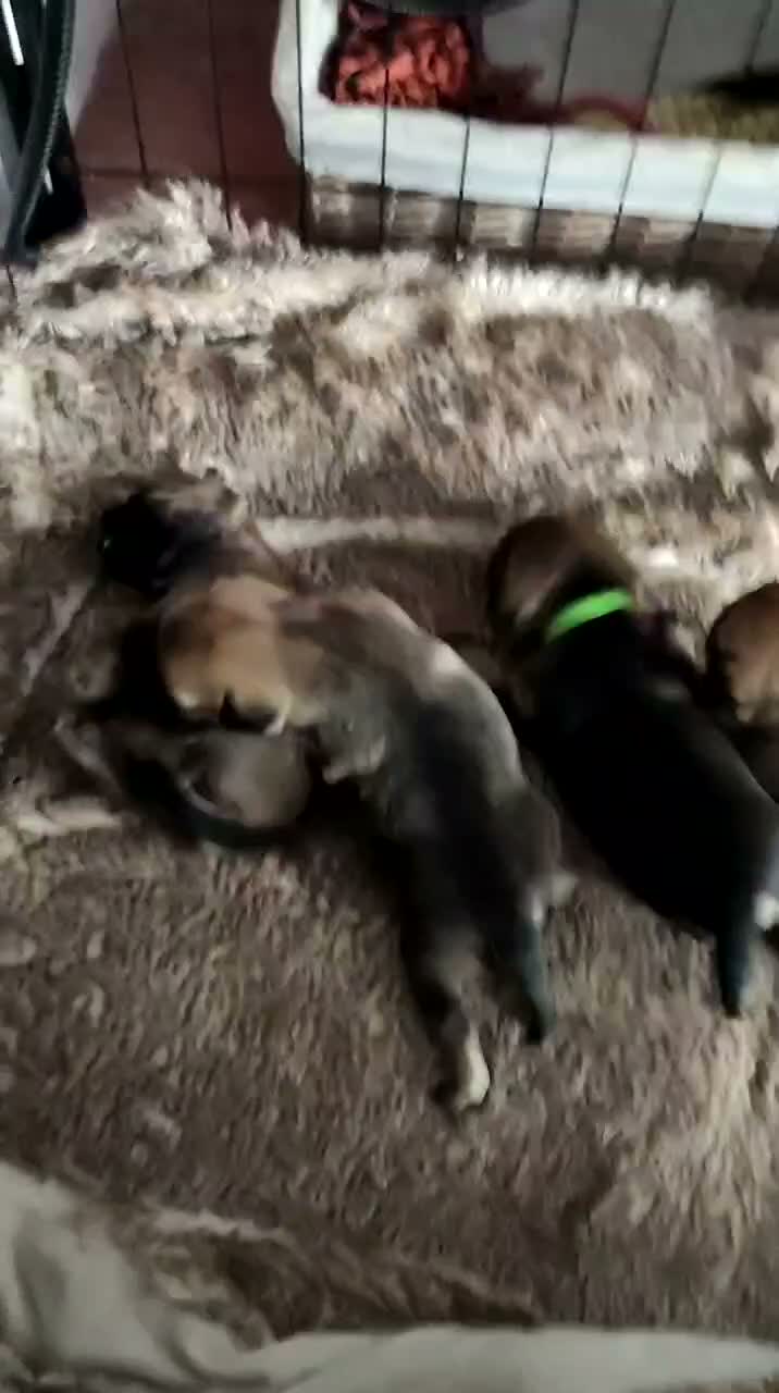 Border Terrier dogs for sale: 4 Beautiful Girl boarder terrier pups  in Prescot - Video 1