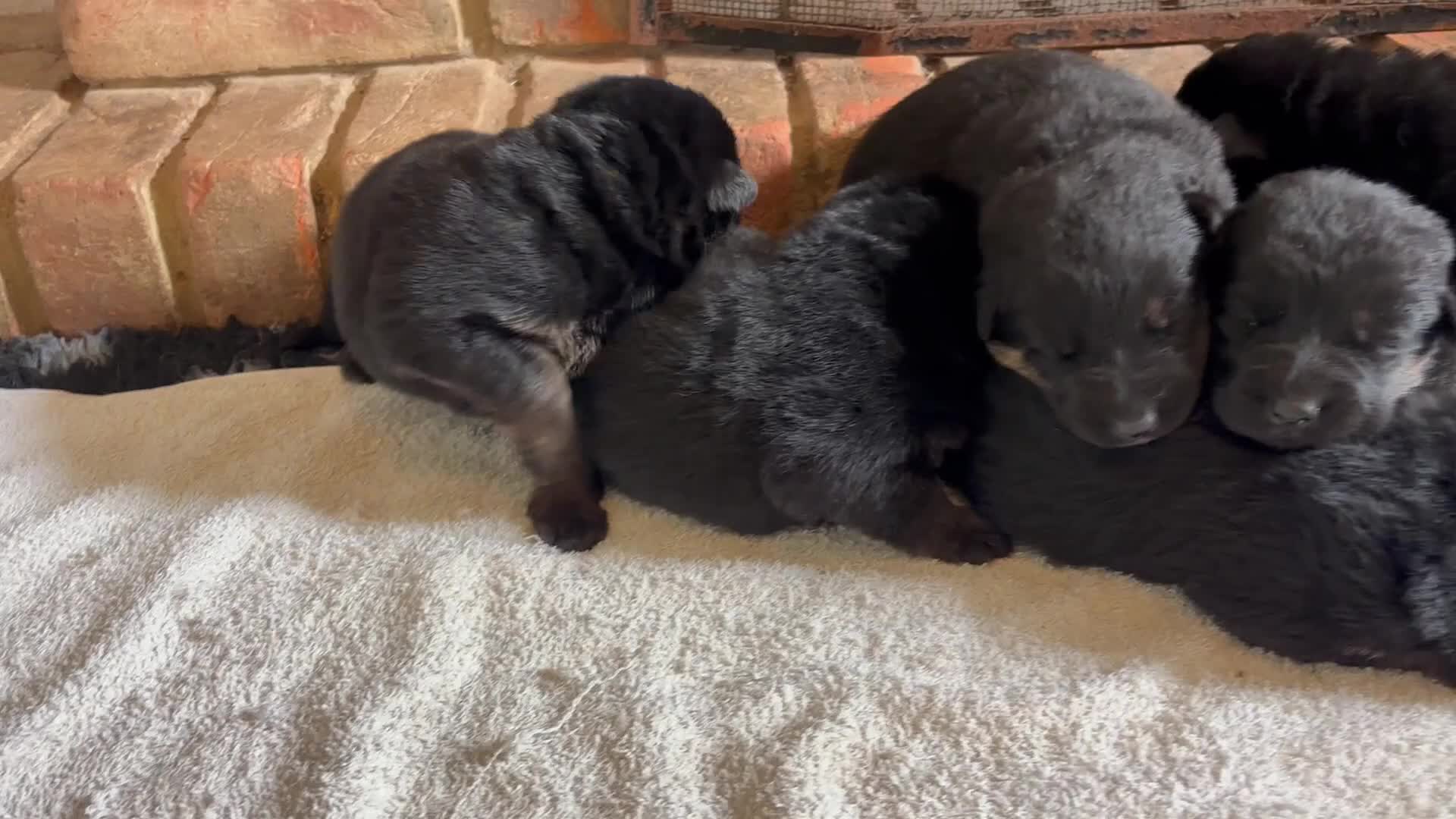 German Shepherd dogs for sale: Quality Litter of GSD Puppy’s @icepack - Video 1