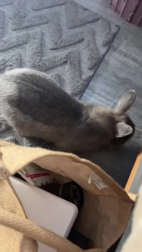 Netherland Dwarf rabbits for sale: Grey female Netherlands dwarf rabbit - Video 3