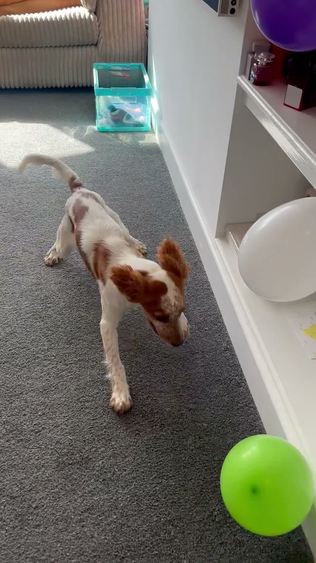 Mixed Breed dogs for sale: Sprocker  in Sunderland - Video 1