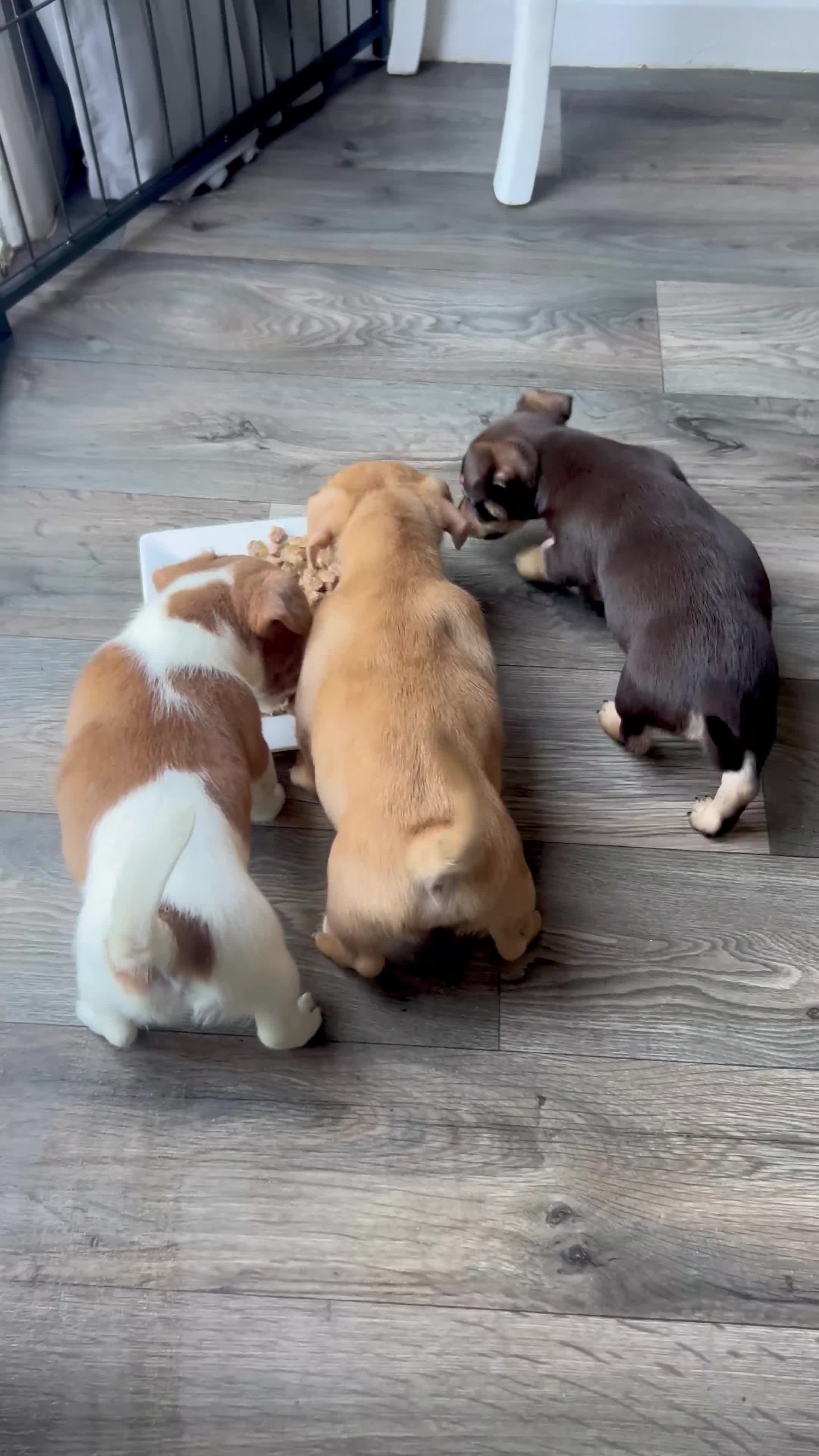 Jack Russell dogs for sale: 🐶  Jack Russell Puppies –  Ready Now 🐾 - Video 1