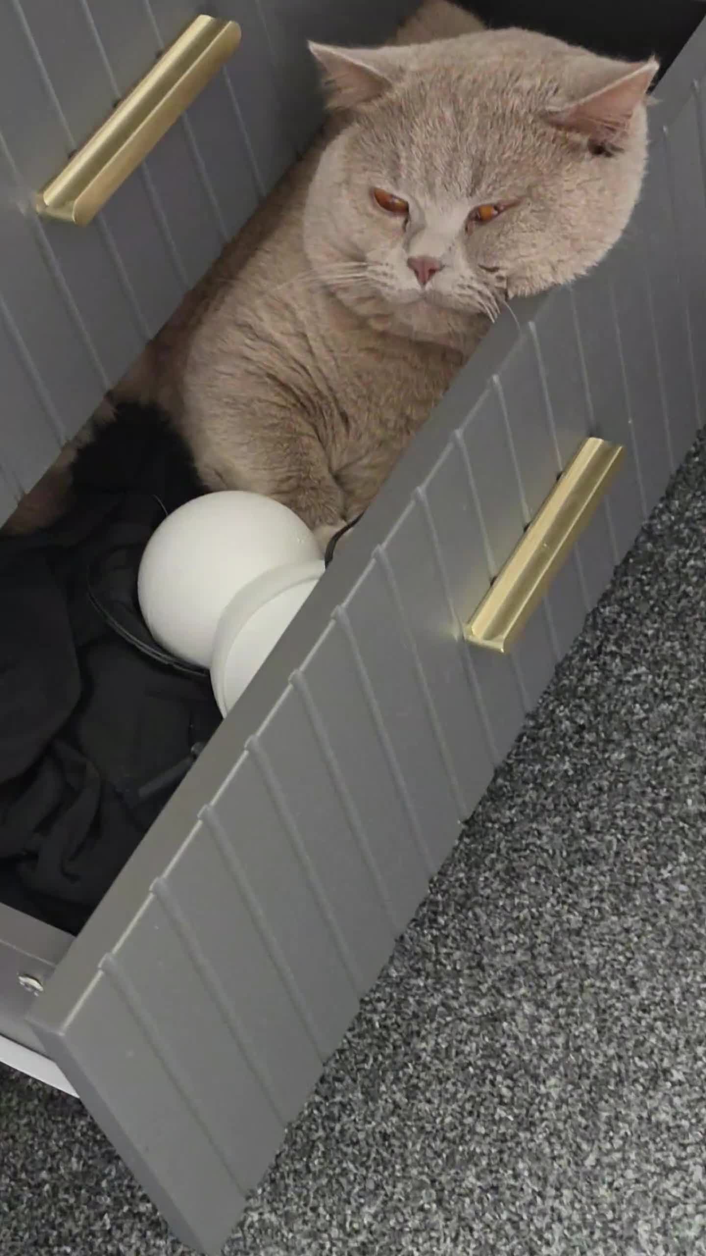 British Shorthair cats for sale: British shorthair  - Video 1