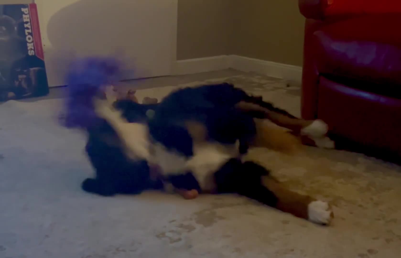 Bernedoodle dogs for sale: Beautiful ultra Bernedoodle  - Video 1