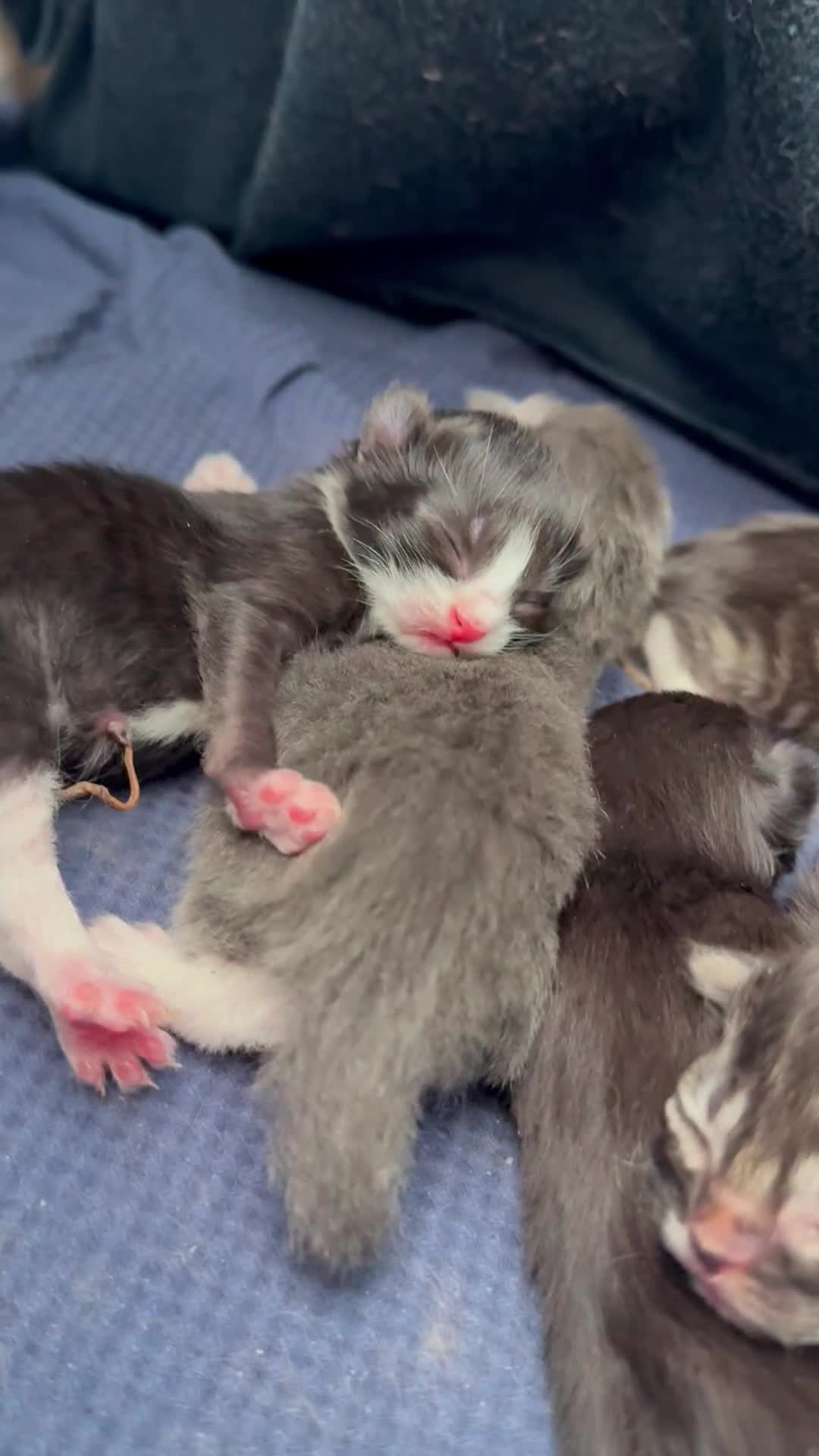British Longhair cats for sale: 5 adorable kittens  - Video 2