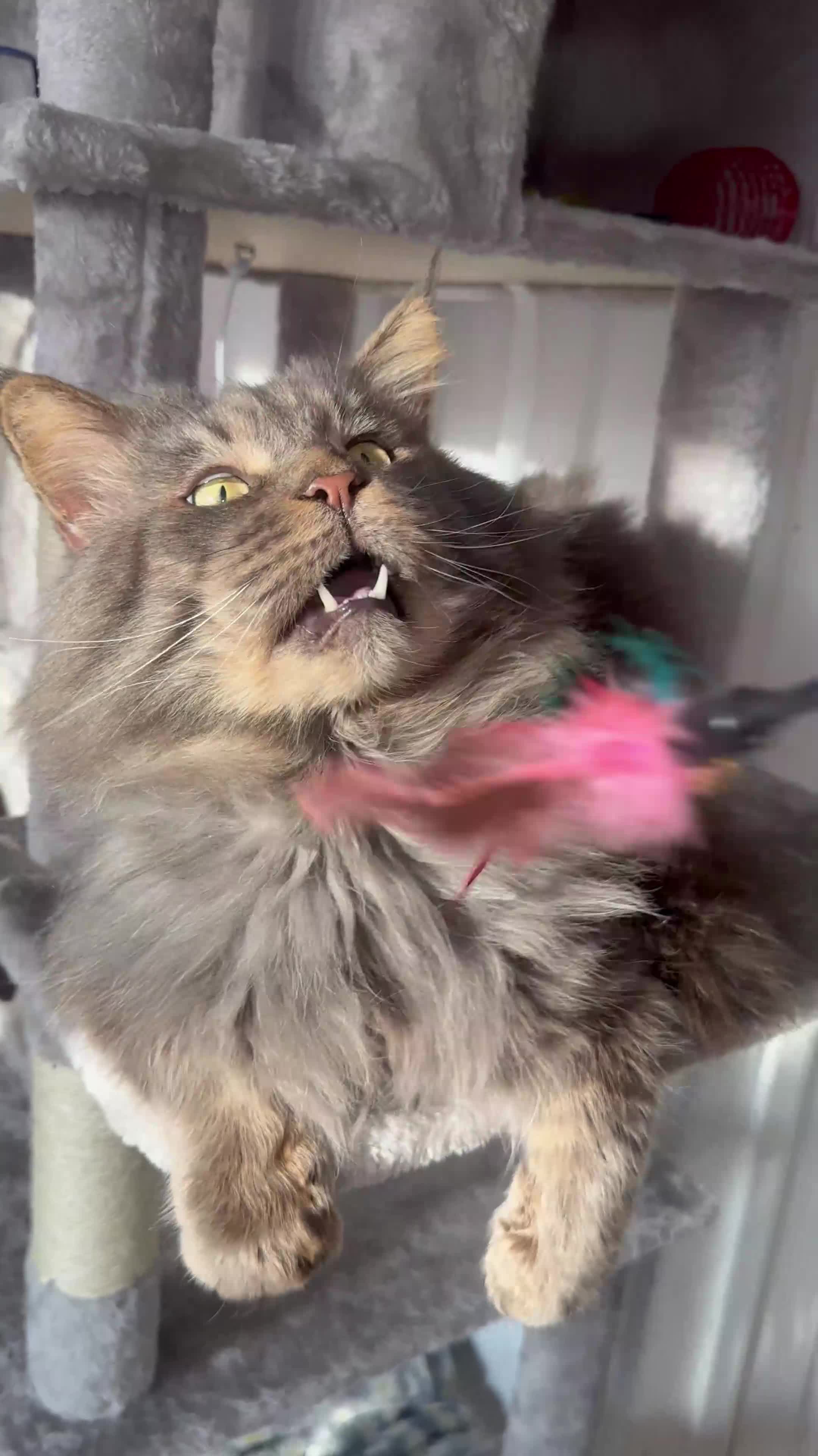 Maine Coon cats for sale: Huge TICA ACTIVE CHAMPIONSHIP BREEDING MALE - Video 1