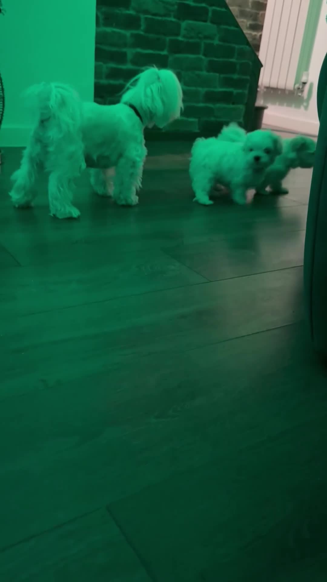 Maltese dogs for sale:  KC Registred Maltese puppies  - Video 2