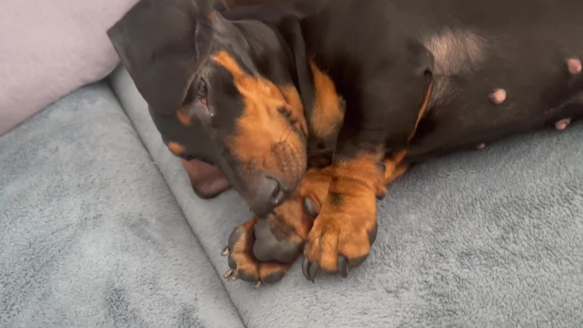 Dachshund dogs for sale: 🐾 Loving Home Needed for Luna 🐾 - Video 1