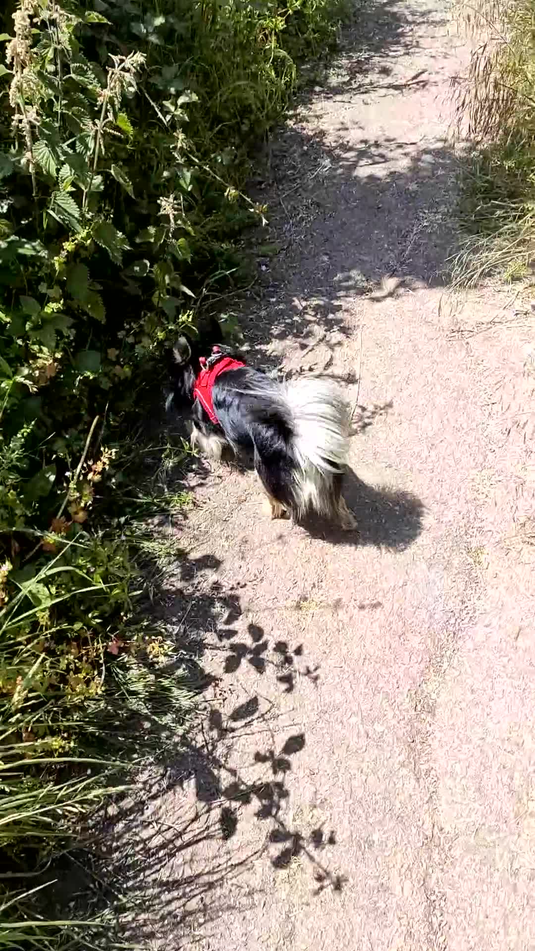 Chihuahua dogs for stud: Stud Chihuahua in Exmouth  - Video 1