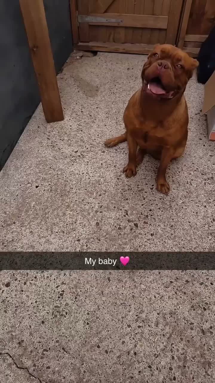 Dogue De Bordeaux dogs for sale: Beautiful 2 year old dogue de Bordeaux  - Video 2