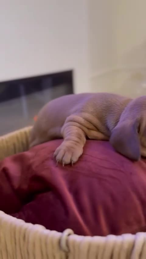 Dachshund dogs for sale: Longhaired black & tan & also a smooth - Video 1