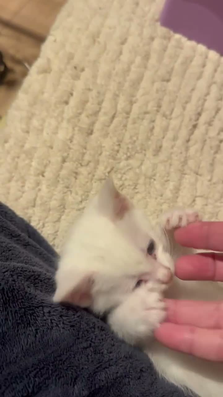 Mixed Breed cats for sale: Kitten  - Video 2