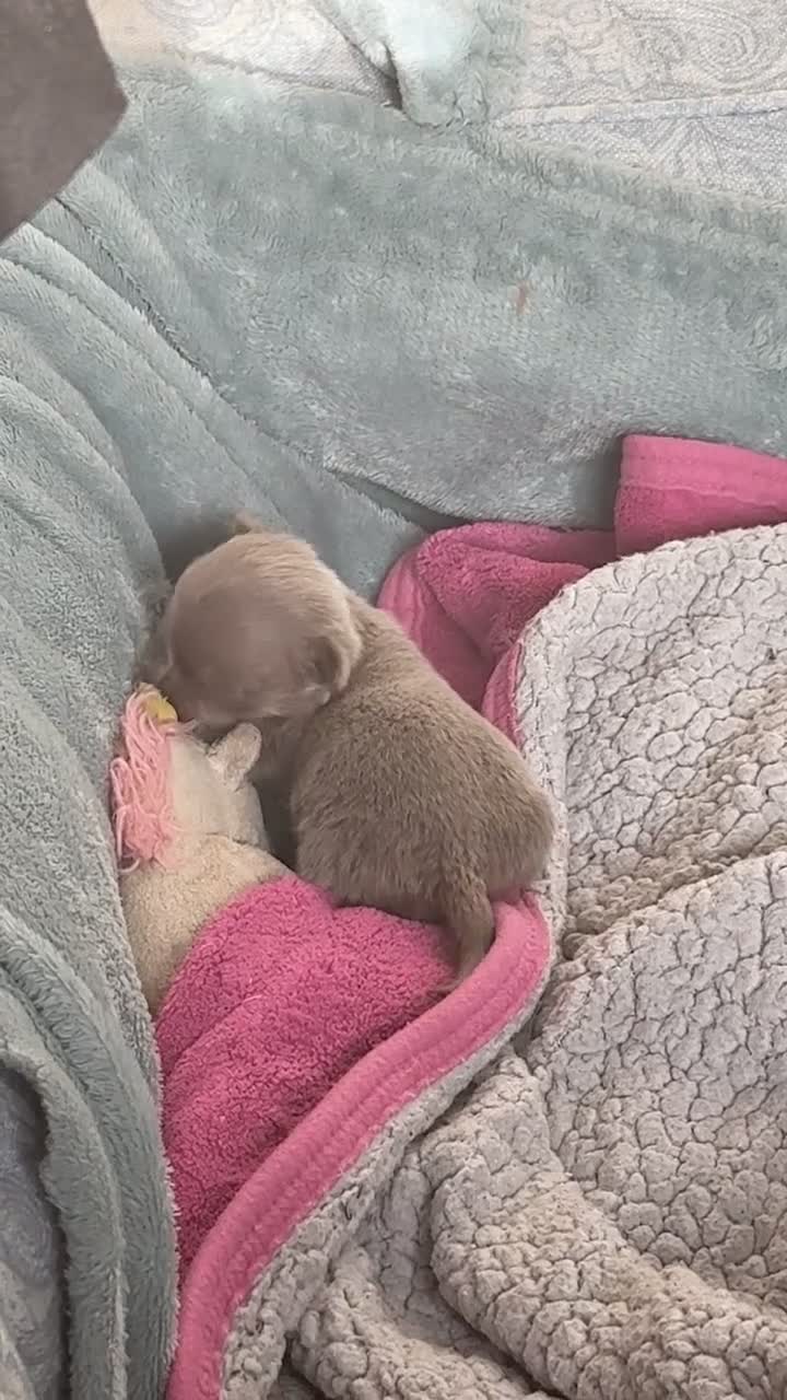 Chihuahua dogs for sale: STUNNING LILAC TRI CHIHUAHUA GIRLS 🎀 - Video 2