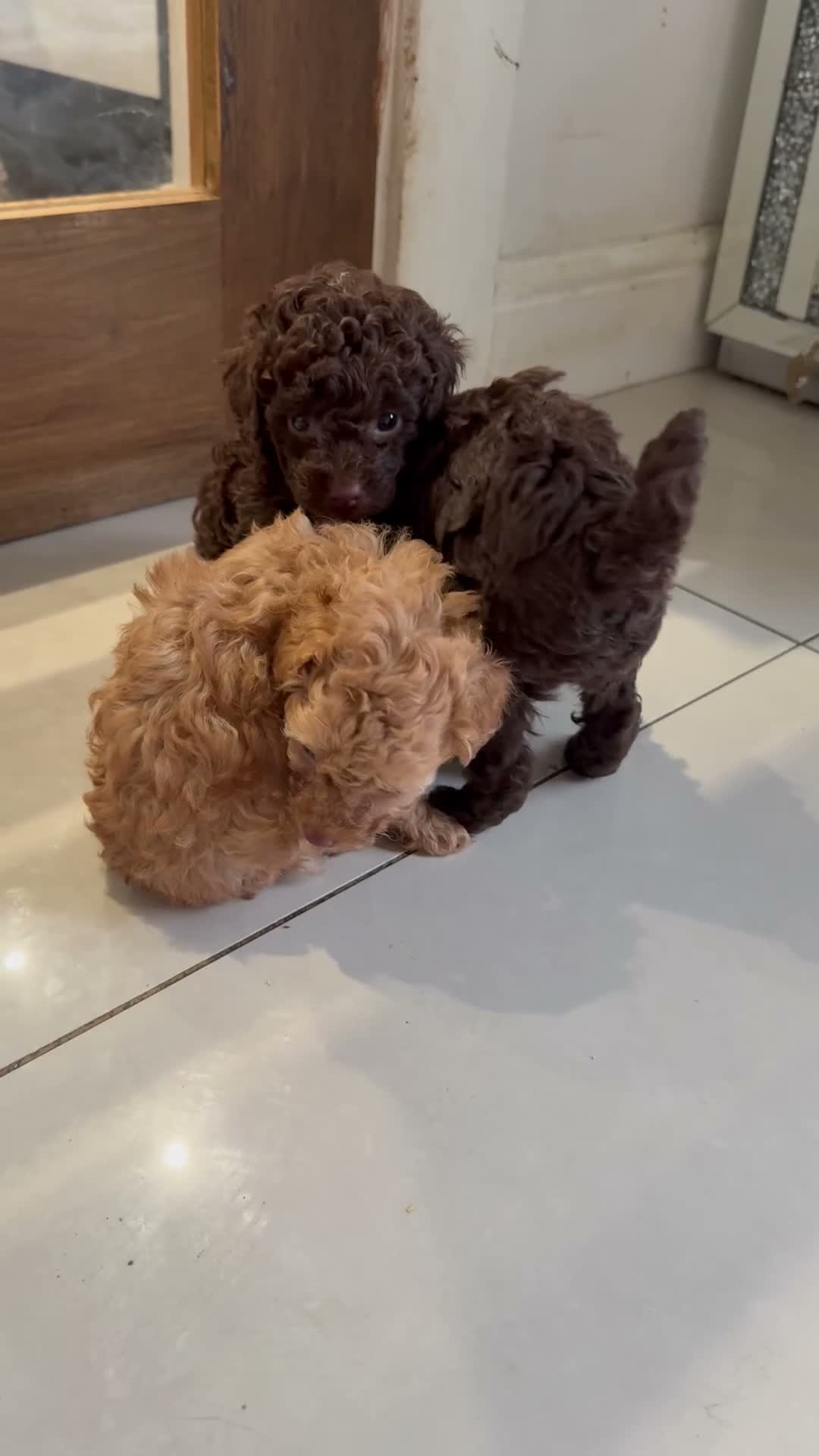 Toy Poodle dogs for sale: Stunning pure bred toy poodle pups  - Video 2