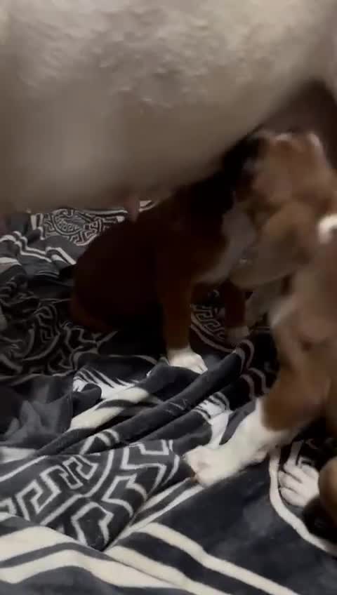 Boxer dogs for sale: Bouncy beautiful boxers  - Video 1