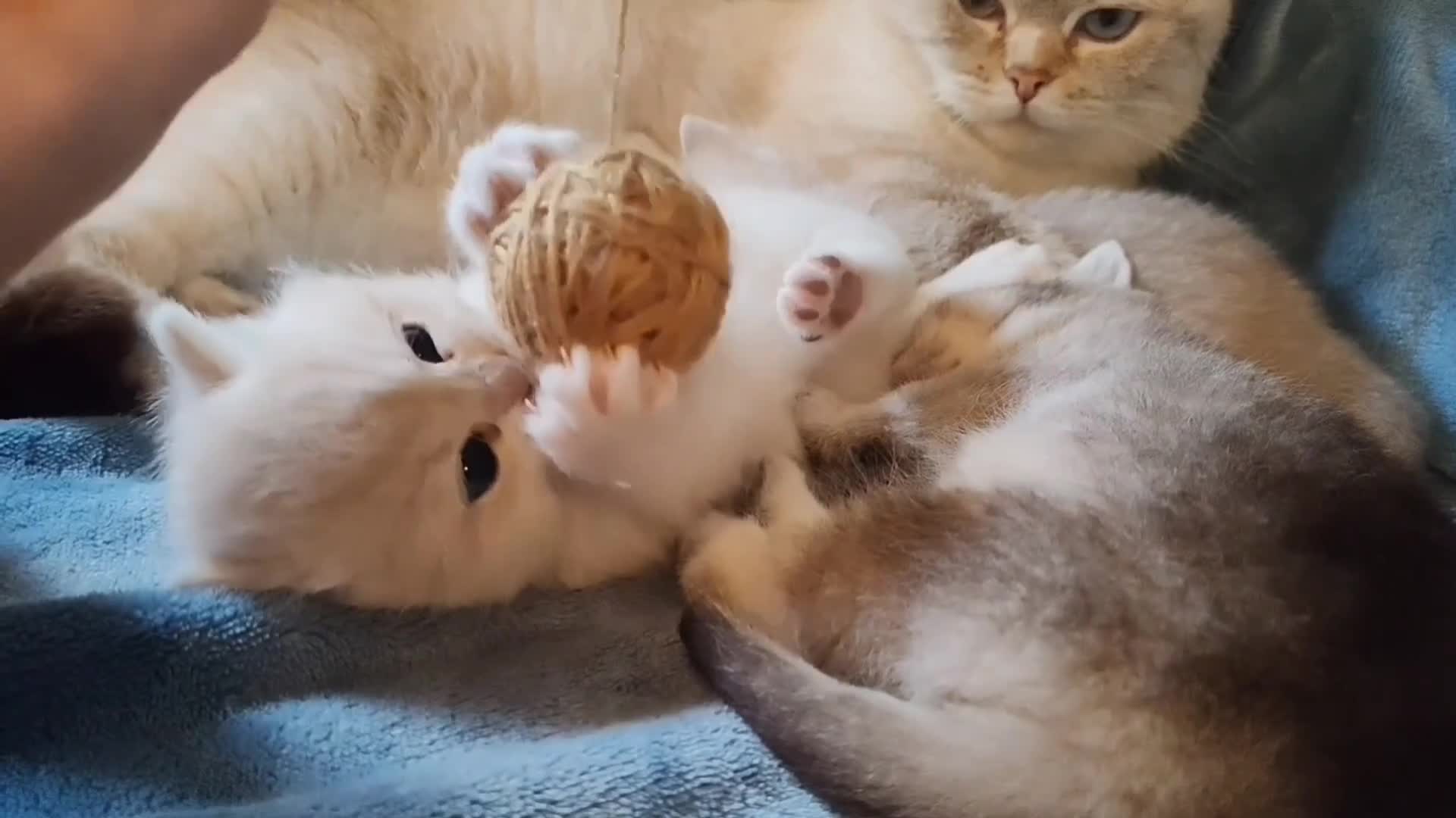 British Shorthair cats for sale: 1 left! Golden British Shorthair kitten GCCF - Video 1