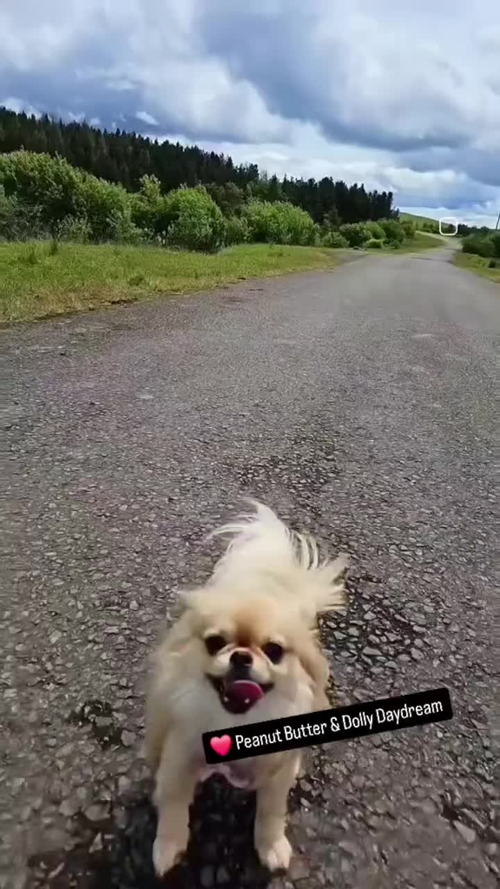 Chihuahua dogs for sale: Dolly Daydream, price negotiable for right home ❤️ - Video 2