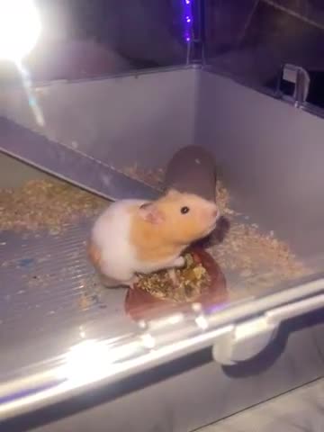 Hamster rodents for sale: Chunk the hamster  - Video 1