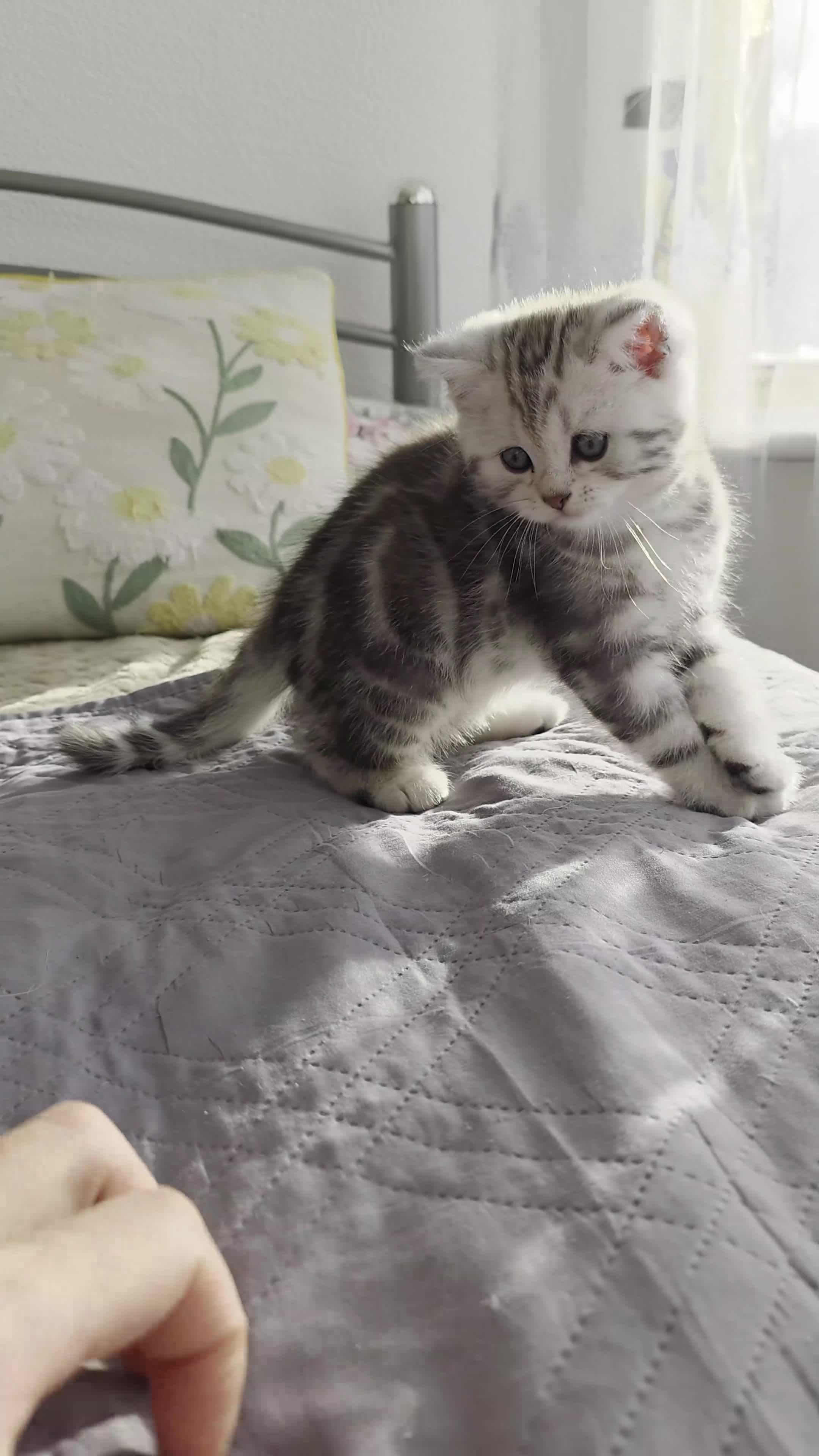 Scottish Fold cats for sale: Tabby Scottish Fold Kittens - Video 2