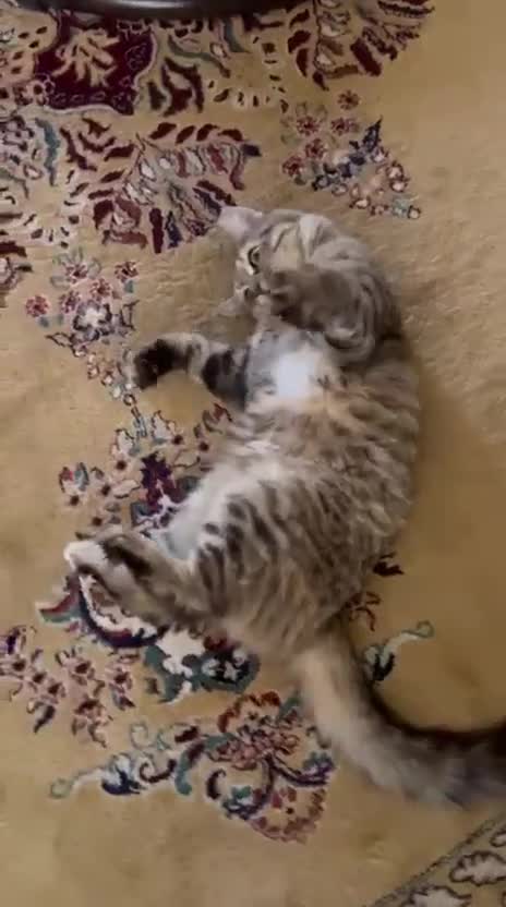 Mixed Breed cats for adoption: PERSE-Norwegian Forrest? -needs a garden SPAYED - Video 3