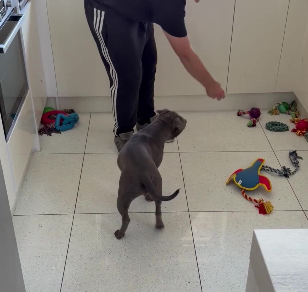 Staffordshire Bull Terrier dogs for sale: Bell adult female blue staff for sale  - Video 1