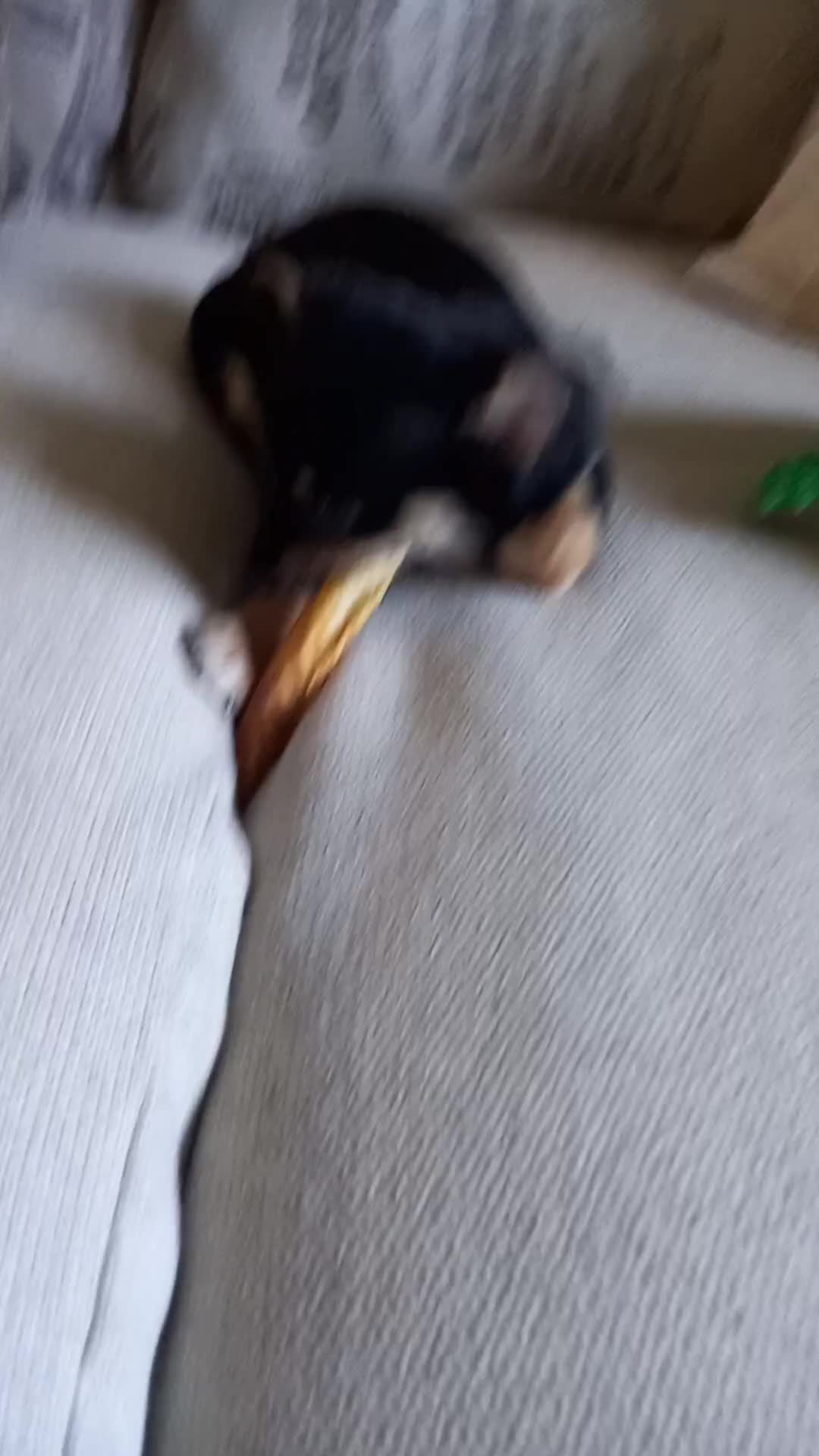 Jack Russell dogs for sale: Beautiful Jack russell puppy ( last one) - Video 1