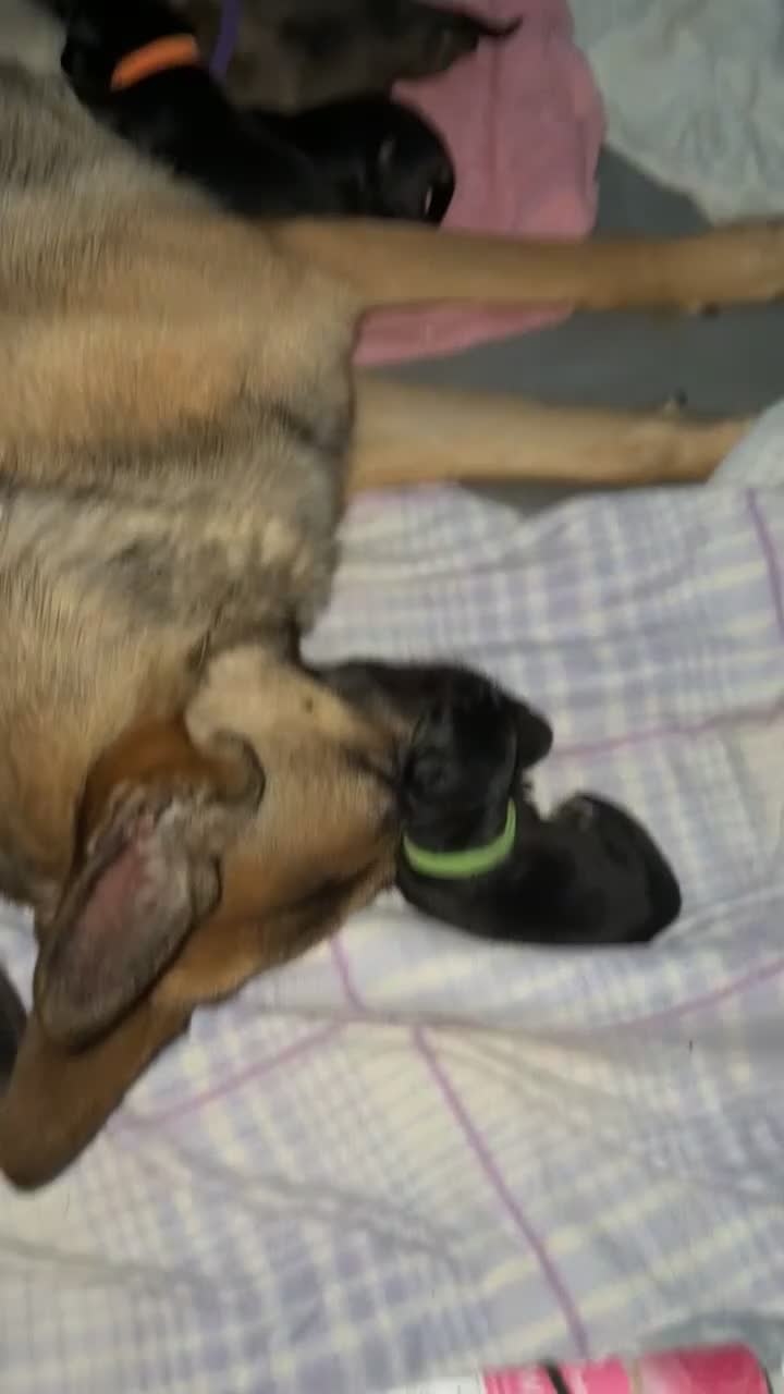 Mixed Breed dogs for sale: Belgian malinois x German Shepherd puppies  - Video 1