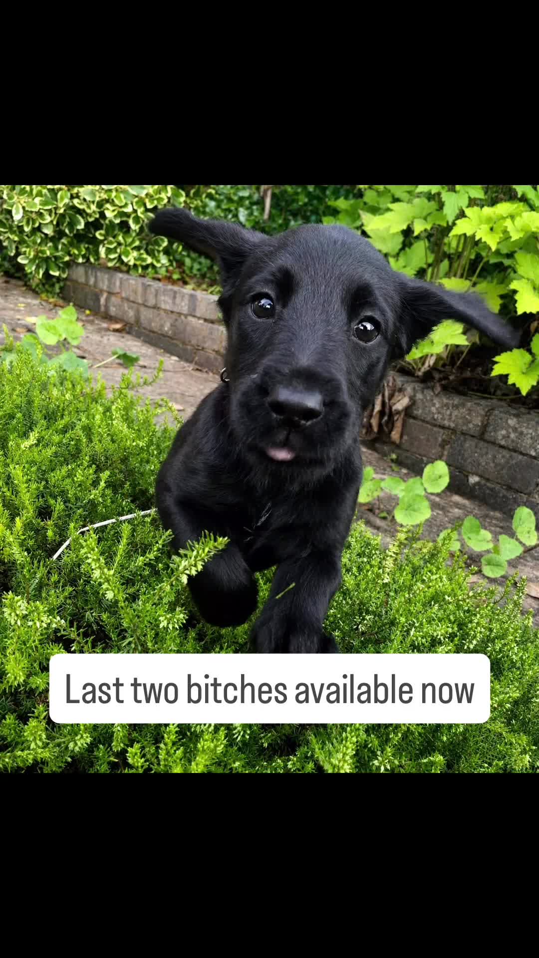 Labradoodle dogs for sale: *last two girls remaining* F1b labradoodles. - Video 1