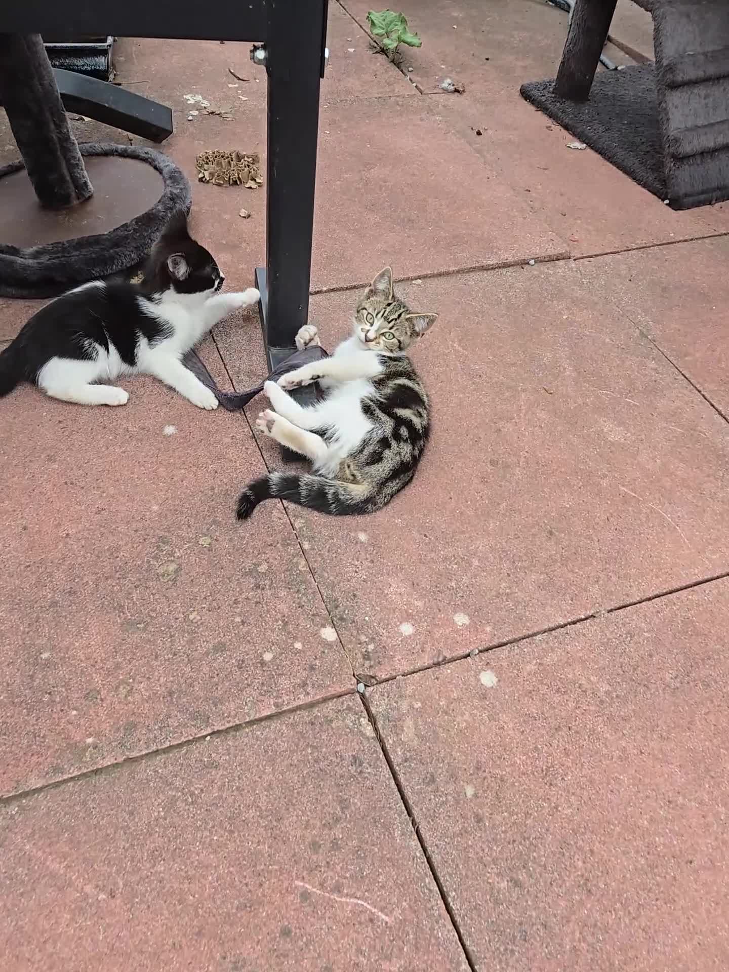 Mixed Breed cats for sale: 2 male Kittens in Birmingham - Video 1