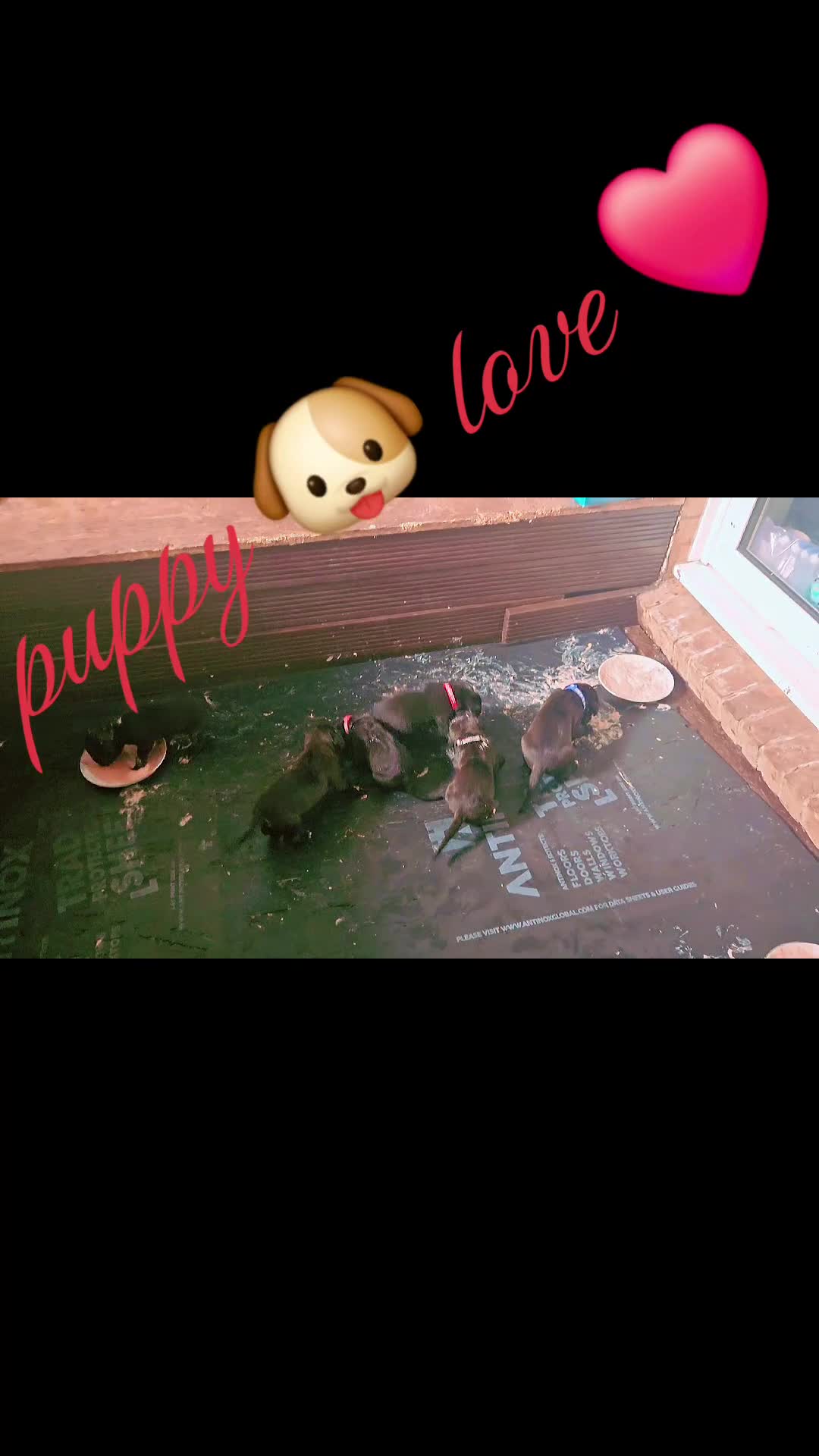Cane Corso dogs for sale: Cane corso  puppies  4 weeks  old - Video 2