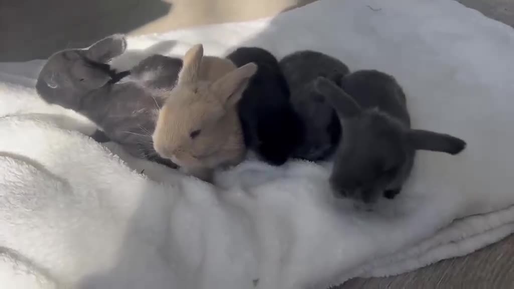 Mixed Breed rabbits for sale: Lop mixed bunnies  - Video 1