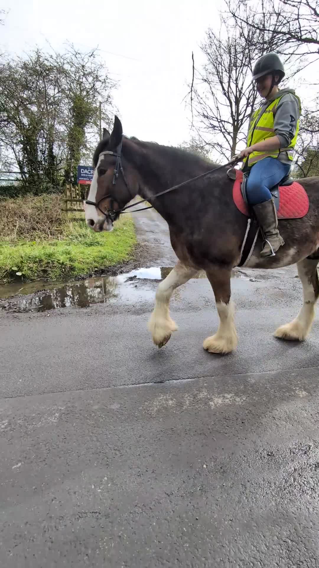 Shire horses for sale: Bruno 18.3 registered shire gelding  - Video 5
