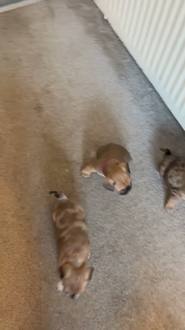 French Bulldog dogs for sale: Unique French Bulldog x Boston (Frenchton) Puppies in Leigh - Video 2