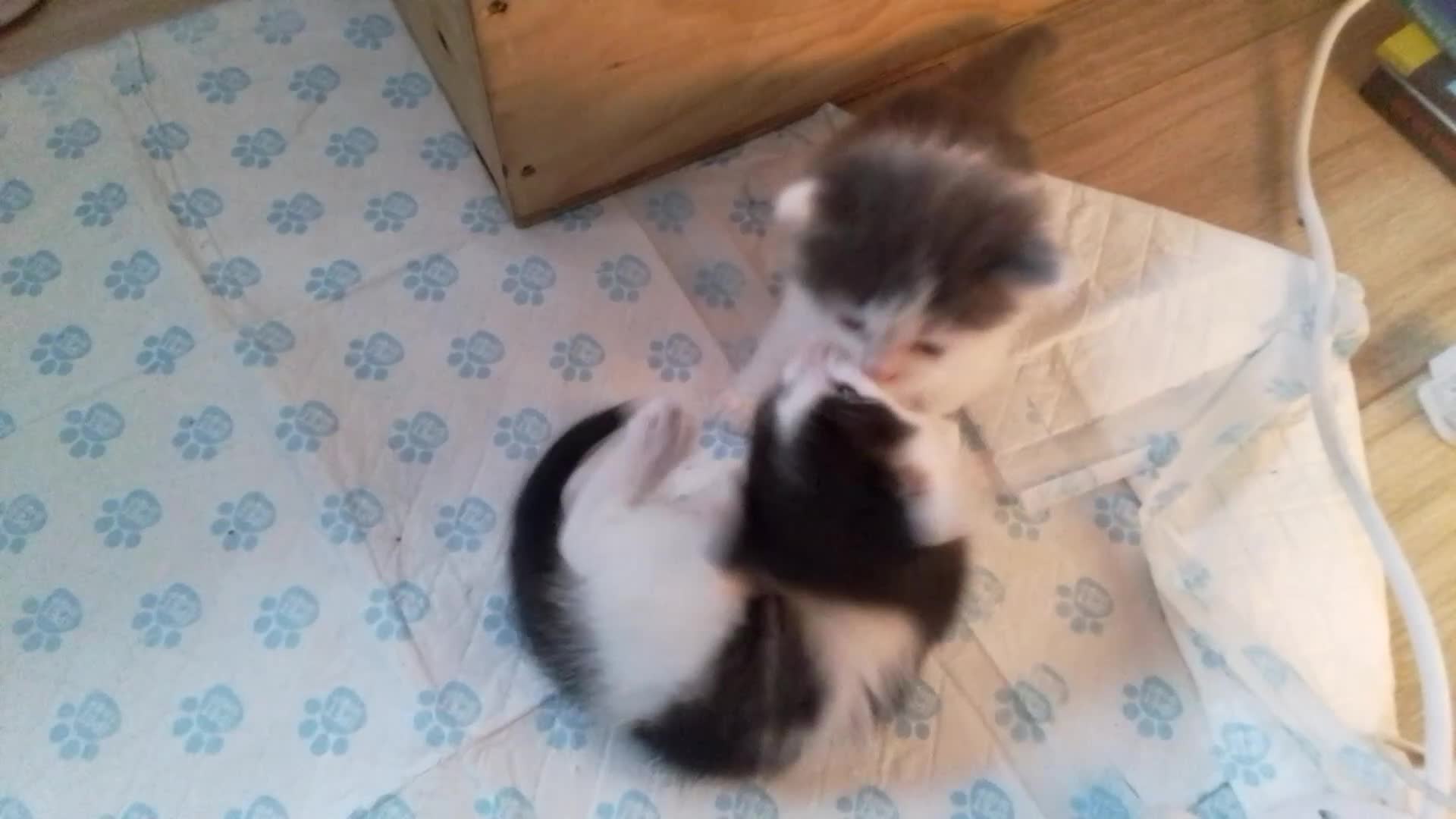 Ragdoll cats for sale: ragdoll X kittens £150 ready Now - Video 4