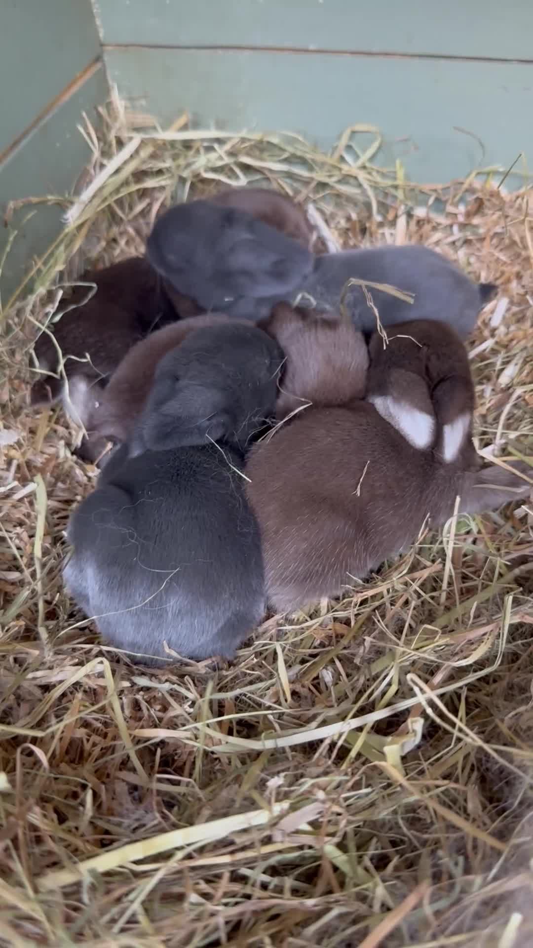 Mini Lop rabbits for sale: MINI LOP BUNNIES - PEDIGREE  - Video 5