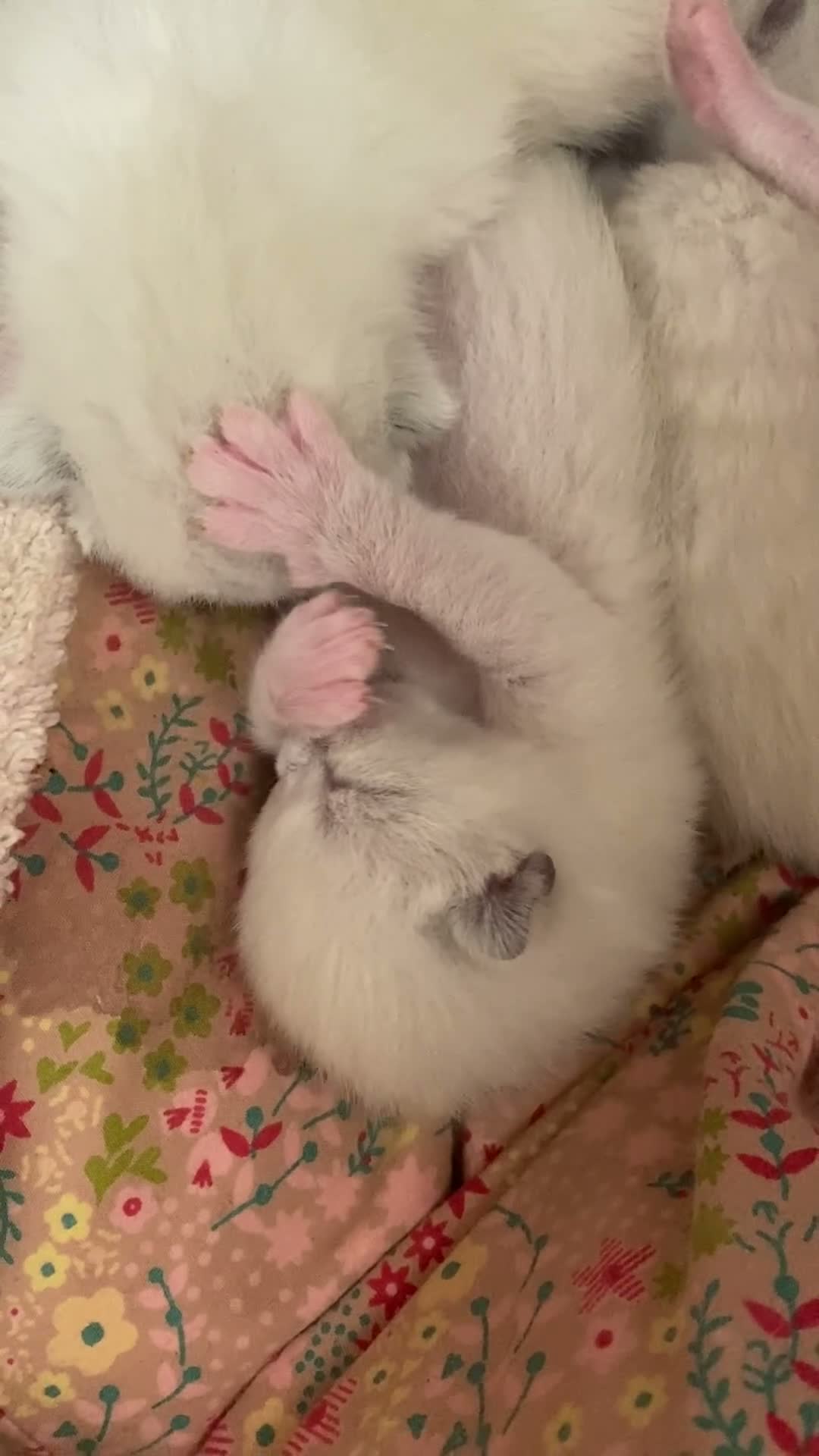 Ragdoll cats for sale: Healthy, strong Ragdoll kittens  in Wotton-under-Edge - Video 1