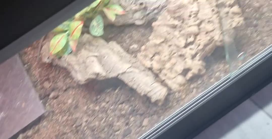 Lizard reptiles for sale: Sully european green lizard and full set up  in East Grinstead - Video 1