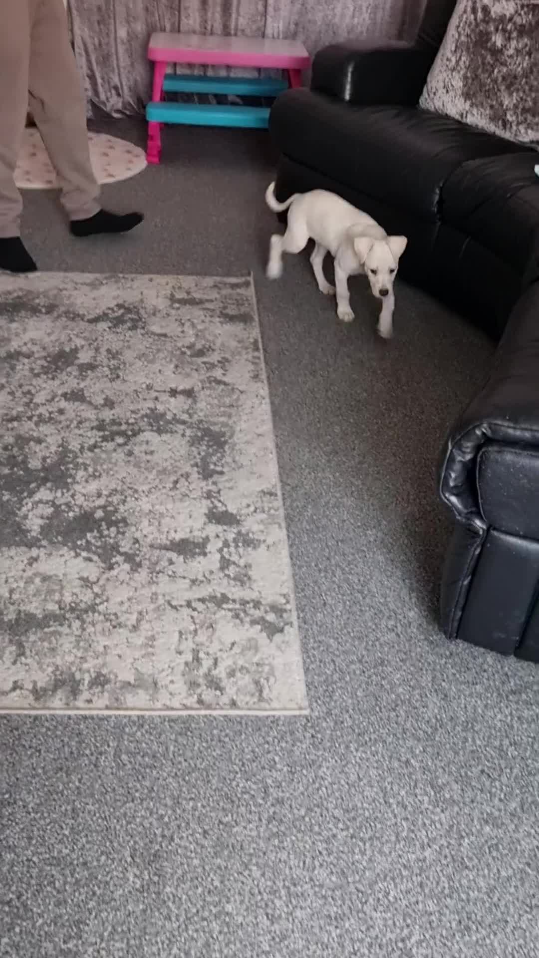 Lurcher dogs for sale: 1 lurcher pup forsale  - Video 1