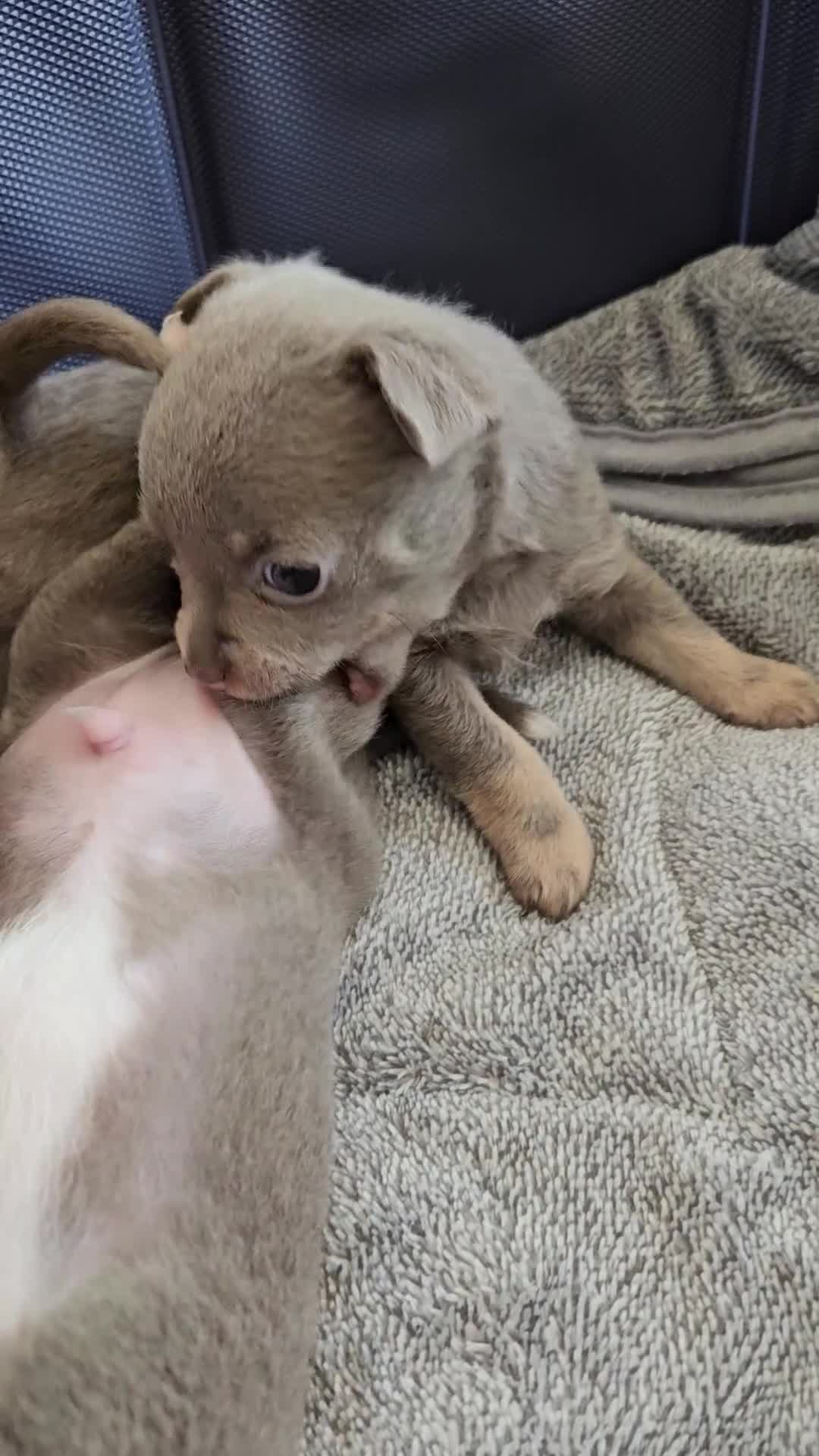 Chihuahua dogs for sale: Only 1 left ## Smoothcoat Chihuahua puppy for sale - Video 4