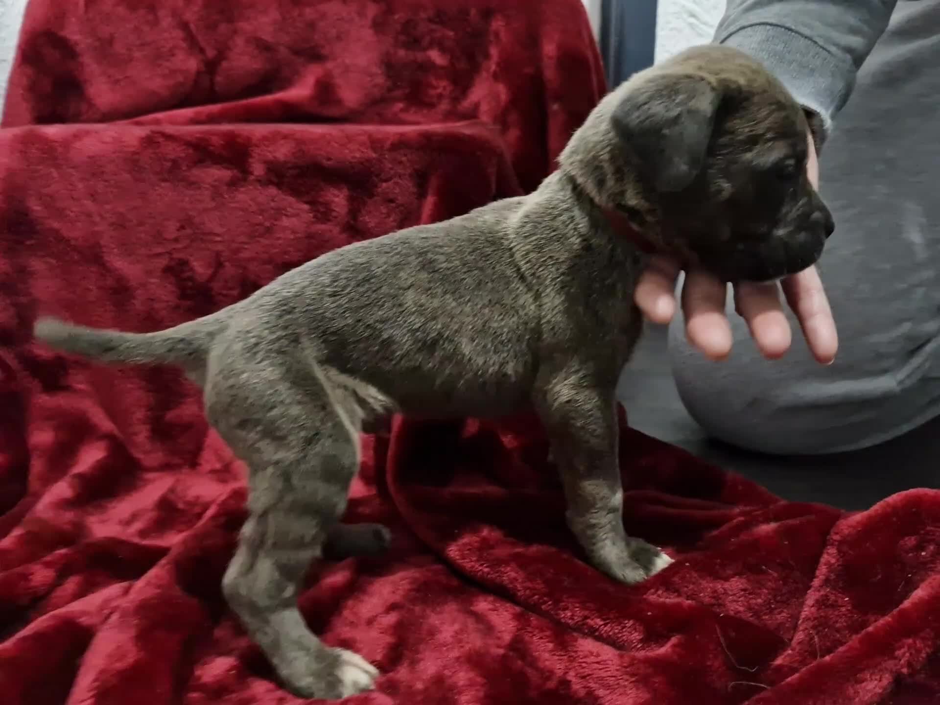 Cane Corso dogs for sale: 10 beautiful Cane Corso puppies - Video 1