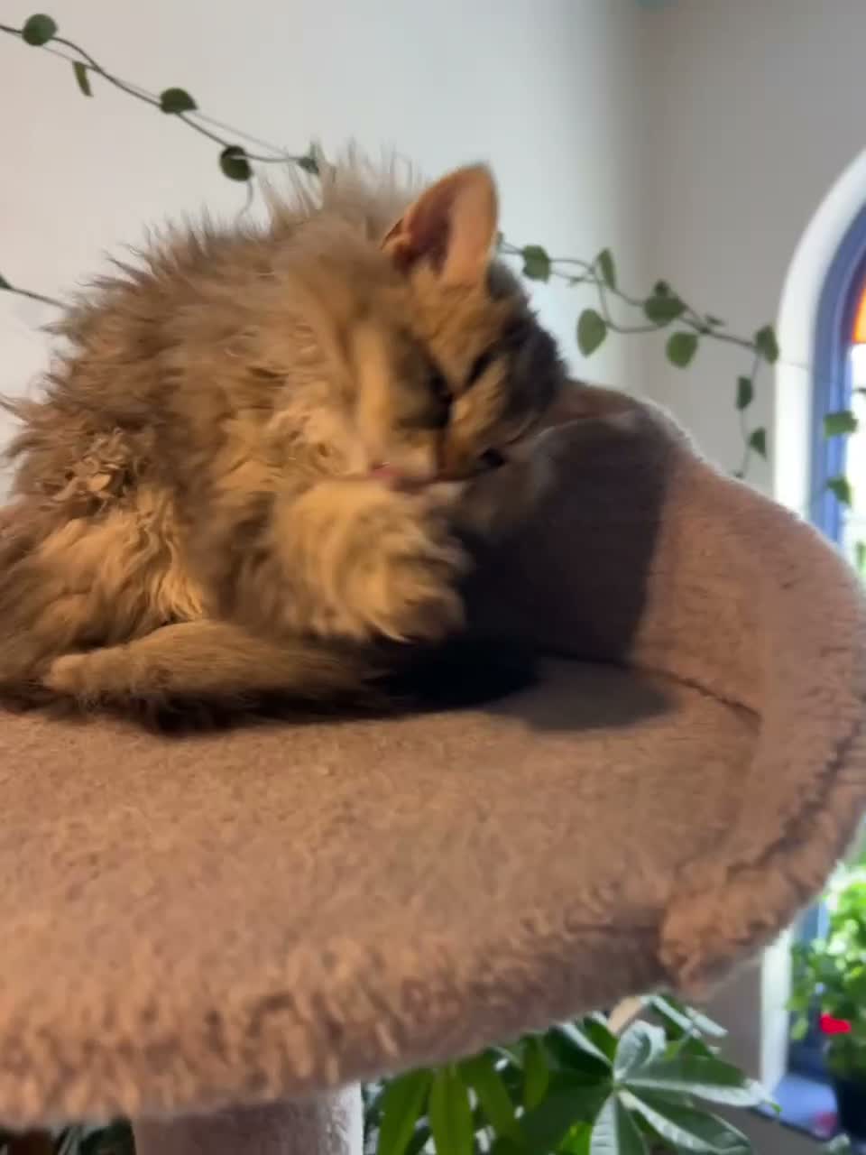 Selkirk Rex cats for sale: Gorgeous pure breed Selkirk rex kittens 😻 - Video 5