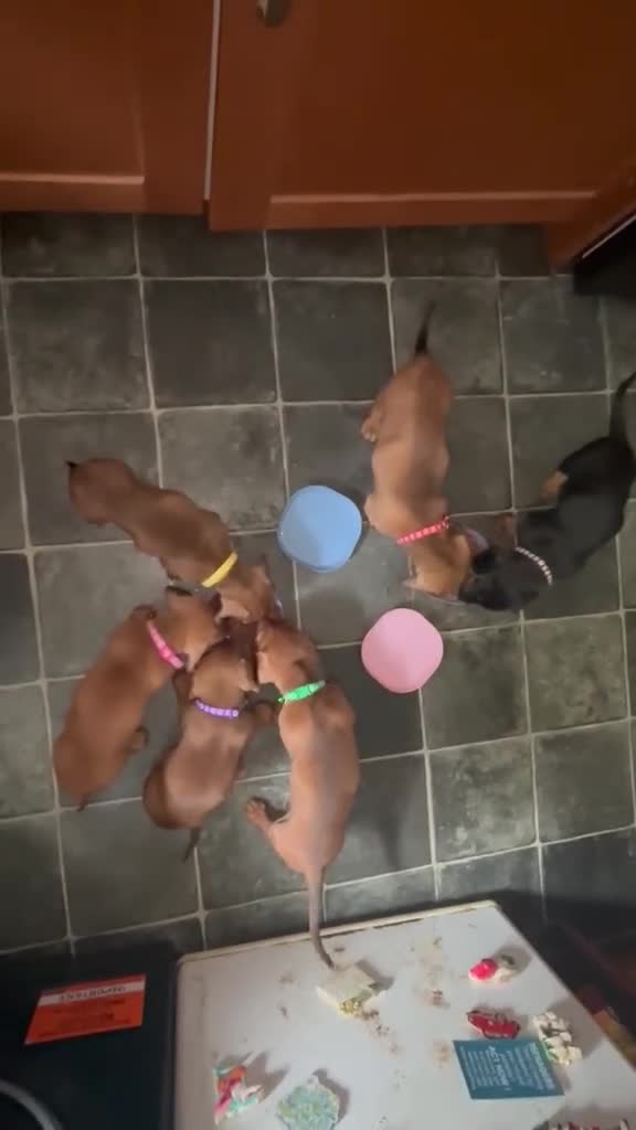 Dachshund dogs for sale: Home-Raised standard Dachshund Puppies - Video 1