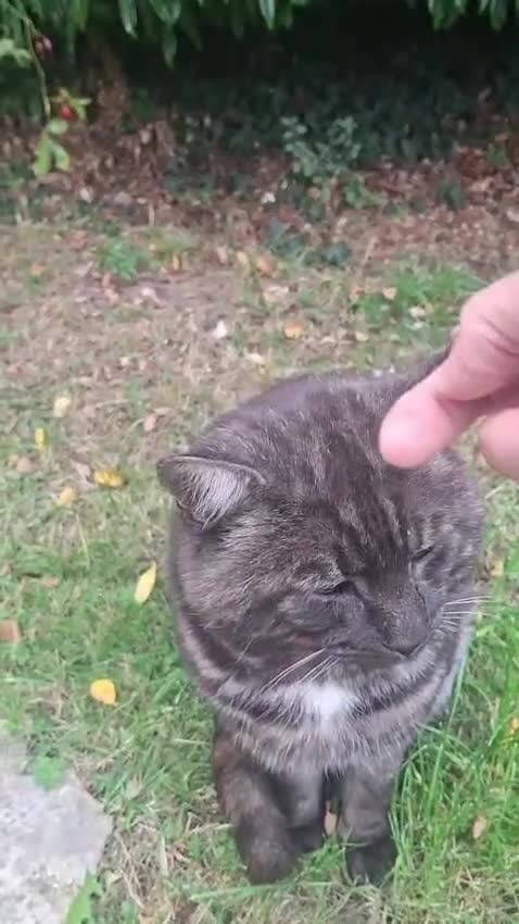Mixed Breed cats for adoption: Boston deserves a home of his own - Video 1
