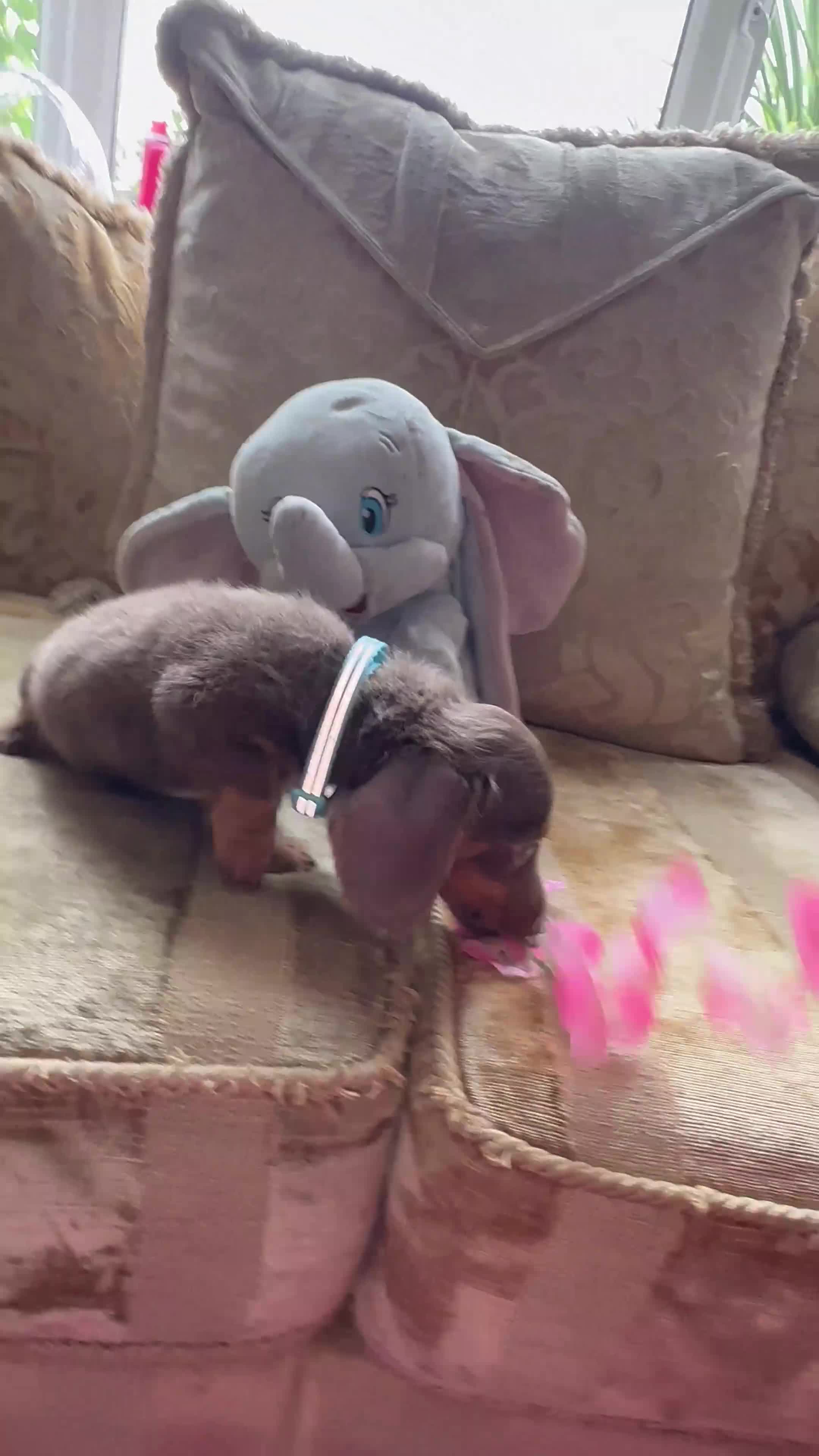 Miniature Dachshund dogs for sale: Kc REGISTERED PUPPY - Video 1