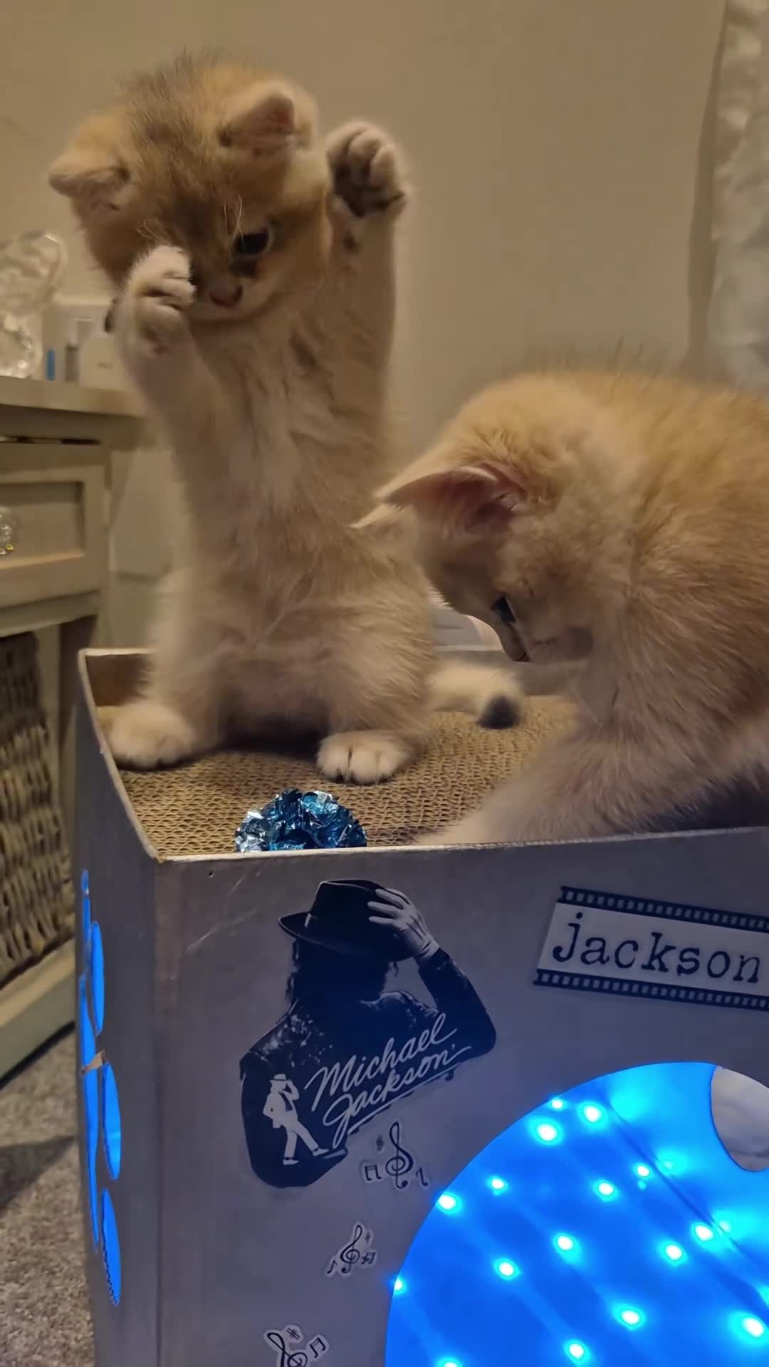 British Shorthair cats for sale: The Tik Tok Party kittens  in Holsworthy - Video 1