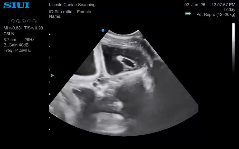 Rottweiler dogs for sale: ETTA'S PUPS COMING SOON!  - Video 2