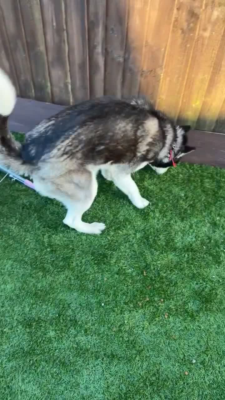 Siberian Husky dogs for sale: Siberian husky girl 14 month old  - Video 1
