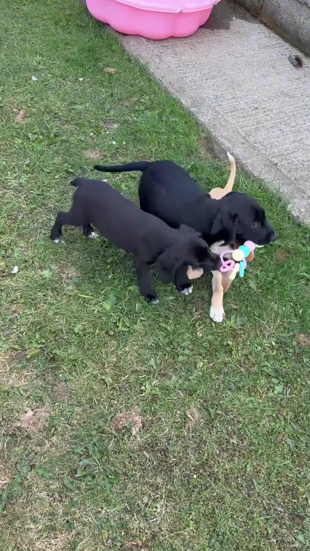 Cockerdor dogs for sale: Female Cockerdor puppy Labrador X Cocker Spaniel  - Video 1