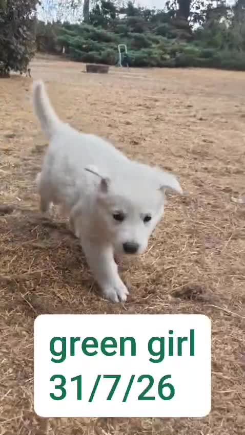 White Swiss Shepherd dogs for sale: Stunning KC reg long-coated White Swiss Shepherd - Video 3