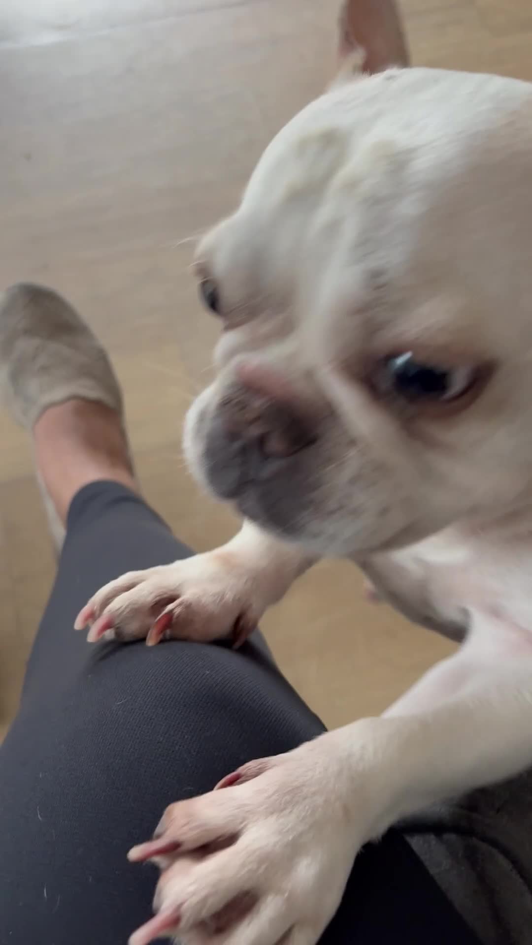 French Bulldog dogs for sale: £350, Platinum Cream Fawn Female - Video 3