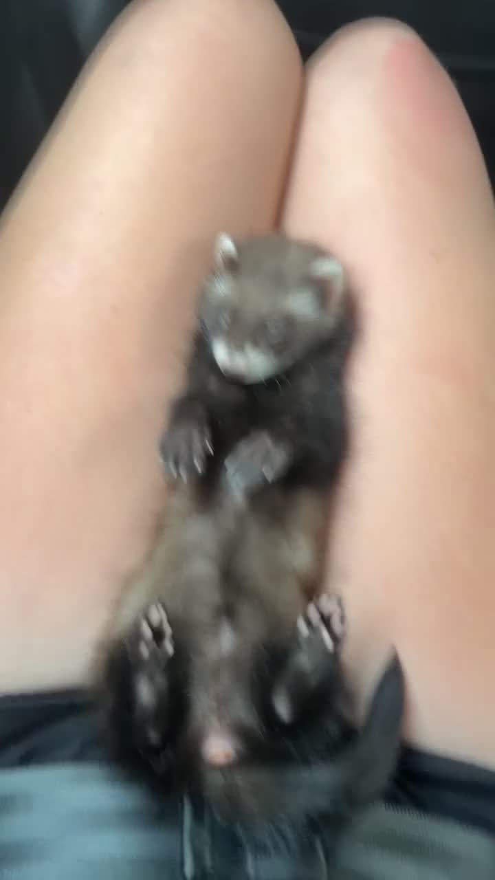 Ferret rodents for sale: Ferrets ❤️ NEED GONE ASAP - Video 1